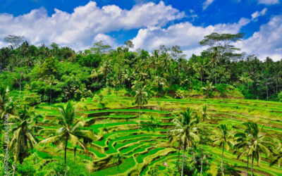 Partir à Bali : Le Guide Complet pour un Voyage de Rêve