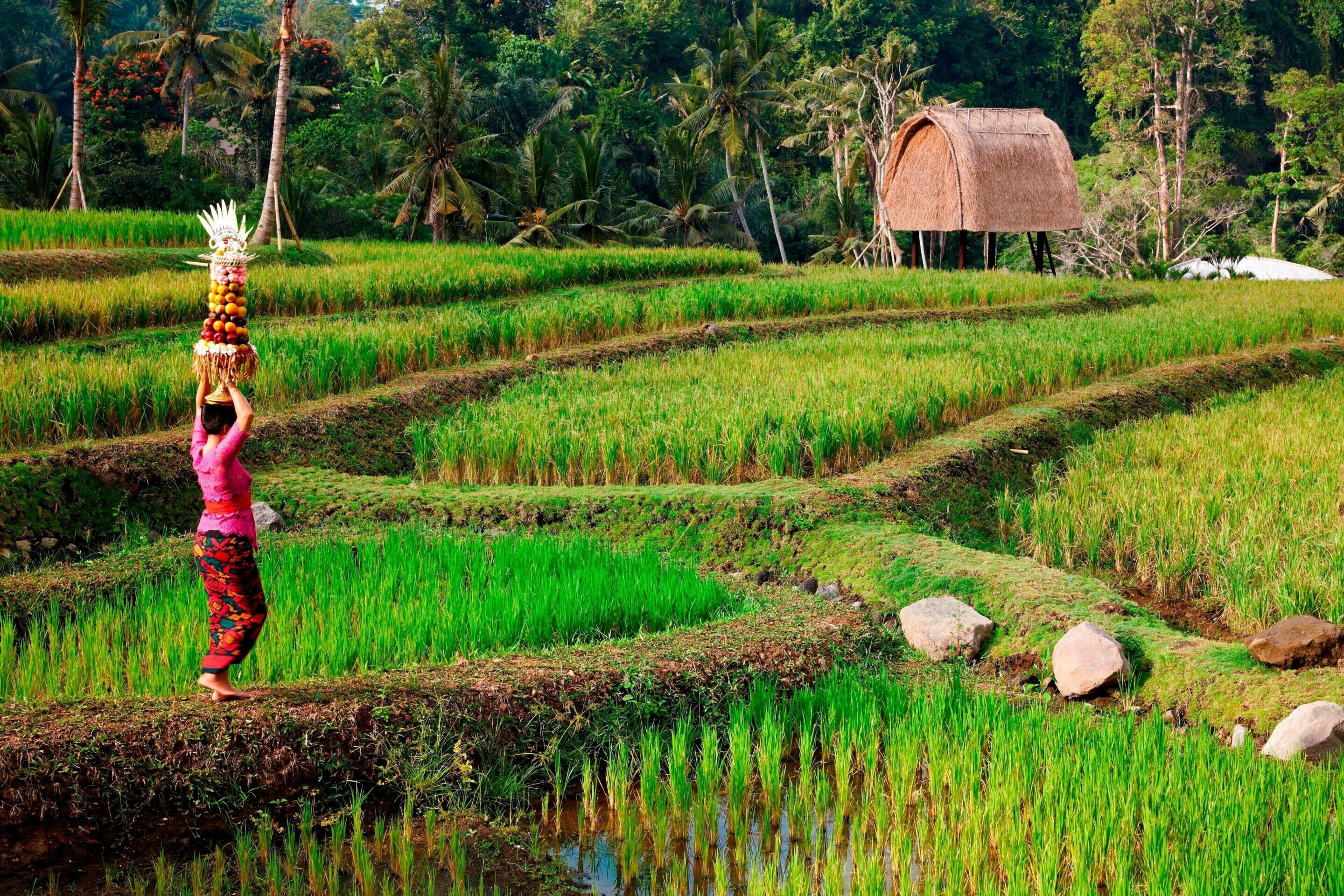 Les rizières de bali